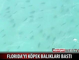 FLORIDA'YI KÖPEK BALIKLARI BASTI