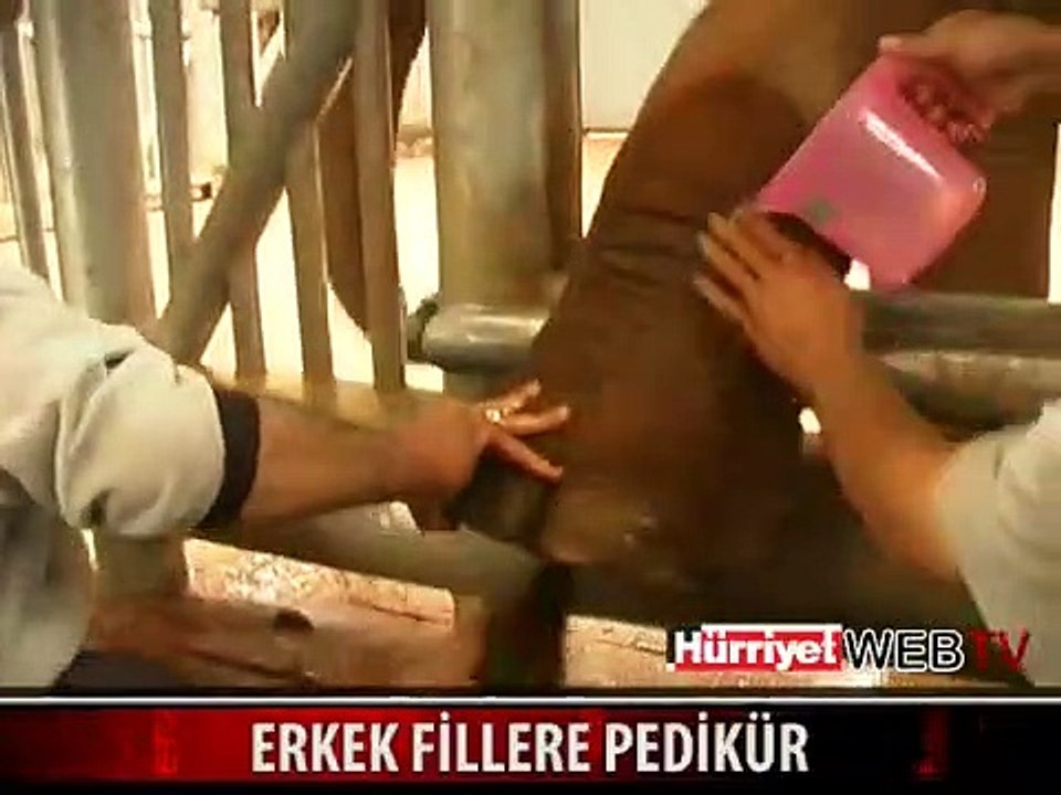 ERKEK FİLLERE PEDİKÜR