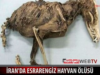 ESRARENGİZ HAYVAN BULUNDU