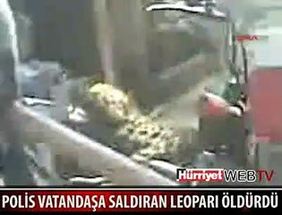 İNSANLARA SALDIRAN LEOPARI ÖLDÜRDÜLER
