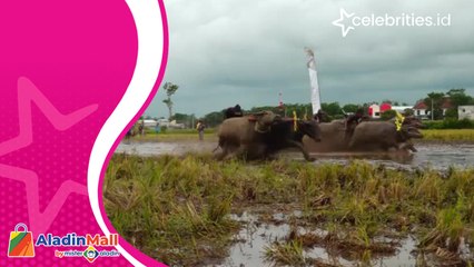Keseruan Tradisi Balap Kerbau Petani Lumajang, Memasuki Masa Tanam