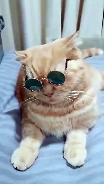 cat video2022
