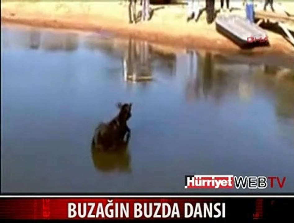 BUZDA BUZAĞI DANSI