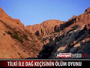 KEÇİ VE TİLKİNİN ÖLÜM OYUNU