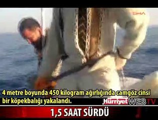 DEV KÖPEK BALIĞINI BÖYLE YAKALADILAR