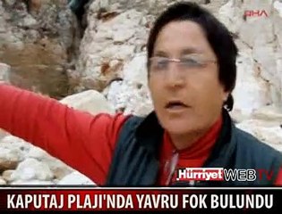 KAPUTAJ PLAJINDA YAVRU FOK BULUNDU