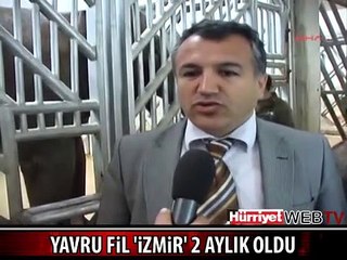 YAVRU FİL 'İZMİR' NEŞE KAYNAĞI OLDU