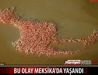 FLAMİNGOLARIN İNANILMAZ GÖRÜNTÜSÜ