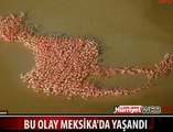 FLAMİNGOLARIN İNANILMAZ GÖRÜNTÜSÜ