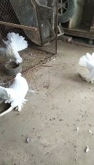 very nice and beautiful white lacky pigeon