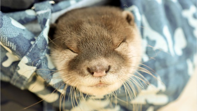 This terrified baby otter lost his mum and got stuck inside a delivery van