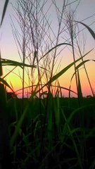 Natural Video Shorts 🌿