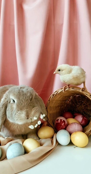 Funny Animal Videos That Are IMPOSSIBLE Not To Laugh At~