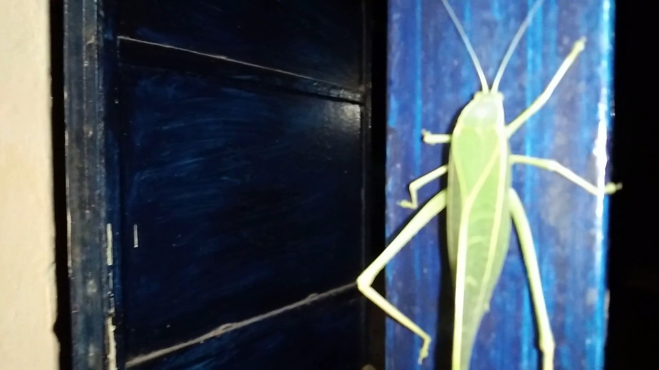 grasshopper
