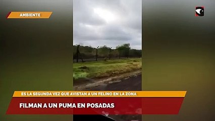 Filman a un puma en Posadas