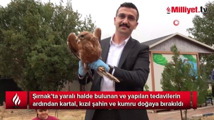 Şırnak’ta tedavisi tamamlanan kumru, kartal ve kızıl şahin doğaya bırakıldı