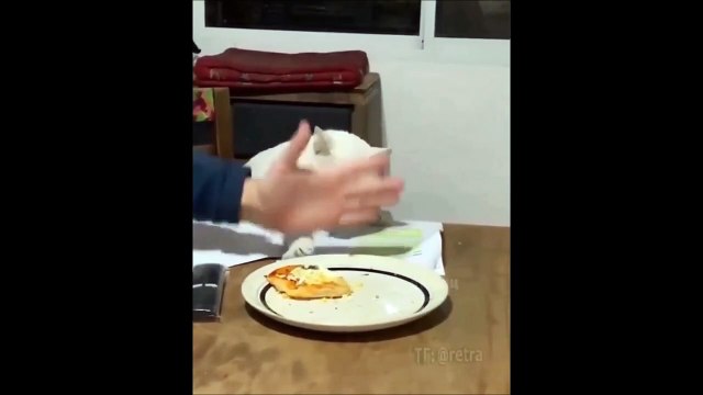 Ce chat déteste les humains... ahaha