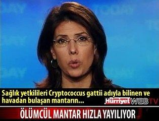 ÖLÜMCÜL MANTAR HIZLA YAYILIYOR
