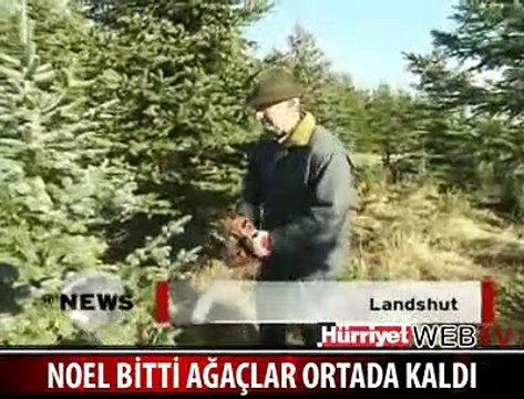 NOEL BİTTİ, BİNLERCE ÇAM AĞACI BEKLİYOR