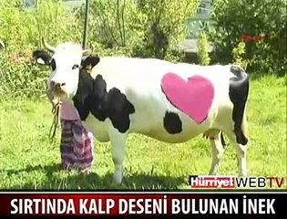BU İNEK HERKESİ ŞAŞIRTIYOR