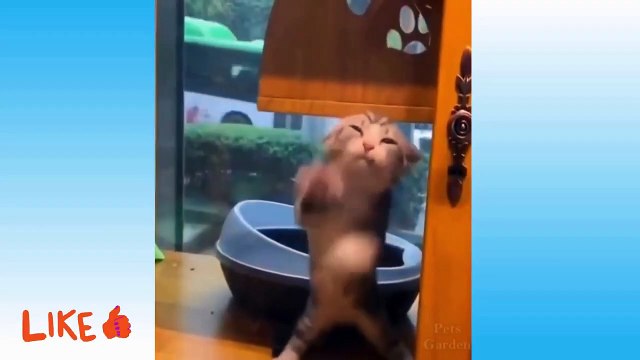 funny pets cute cats funny animals life baby cat