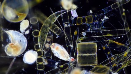 Like a scene from another world - but these are "unseen" creatures off British coast