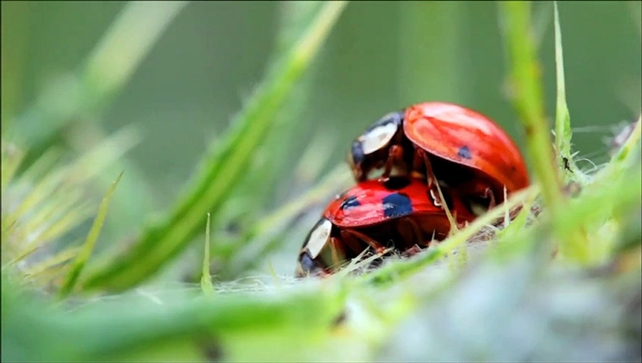 Lady Bug  are doing fun fana fun romantic scene