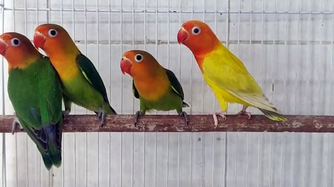 Love Birds (parrots)