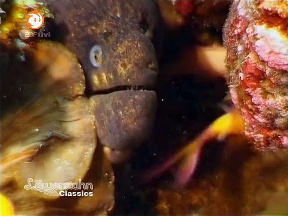 Löwenzahn Staffel 23 Folge 4 HD Deutsch