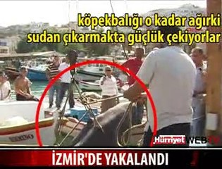 İZMİR'DE DEV KÖPEKBALIĞI