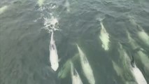 Medio centenar de delfines surca las aguas de Valparaíso en Chile