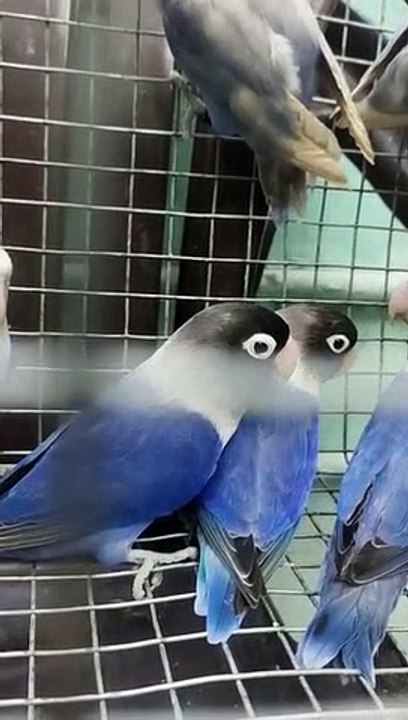 Parrots