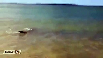 Köpek balığından korkutan ziyaret