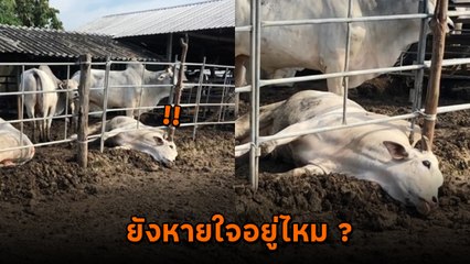 เจ้าของใจเสีย เจอวัวนอนท่านี้ ตอนแรกคิดว่าขิต ที่แท้...