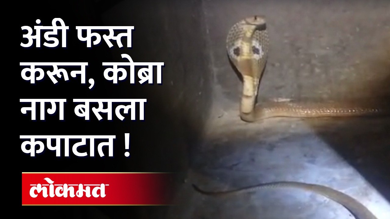 अंडी गिळाल्याने फुगले कोब्रा नागाचे पोट, कुटूंबाची उडाली झोप.. Cobra snake found in home Viral Video