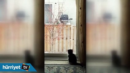 Hayatında ilk kez kar gören kedilerin ilginç tepkisi