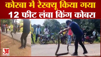 Chattisgarh News : मकान के कोने में बैठा था 12 फीट लंबा किंग कोबरा, घंटों चला रेस्क्यू