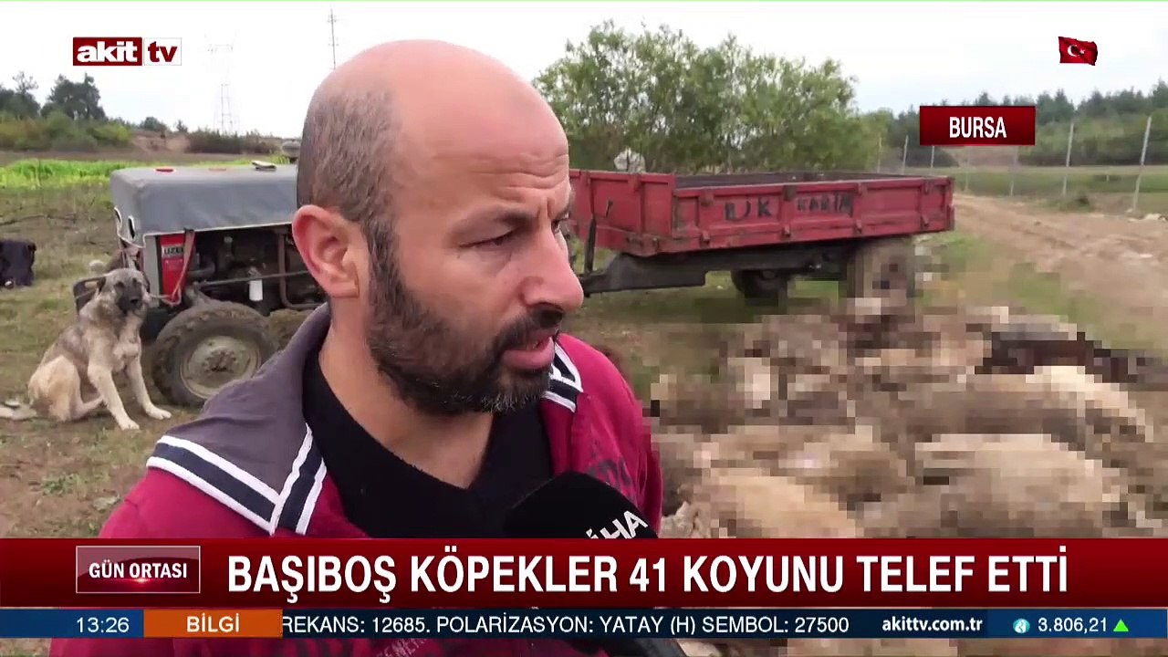 Başıboş köpekler çok sayıda koyunu telef etti! Başıboş köpekseverler buna ne diyecek?