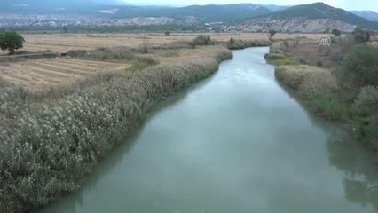 Çankırı haberi | Kızılırmak çevresindeki bereketli topraklarda çeltik mesaisi