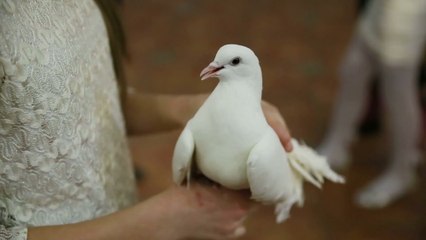 What is bird flu: All you need to know