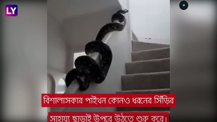 Viral Video: তরতরিয়ে উঠছে পাইথন, ভয়ে কাঠ নেট জনতা