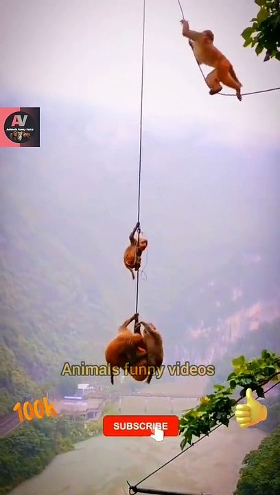 Monkey Animal New Videos 2022 - Little Monkeys Animals  #animals #shorts #shortsfeed #viral #video