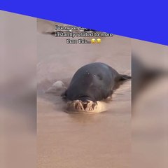 Ce phoque qui creuse dans le sable est trop mignon