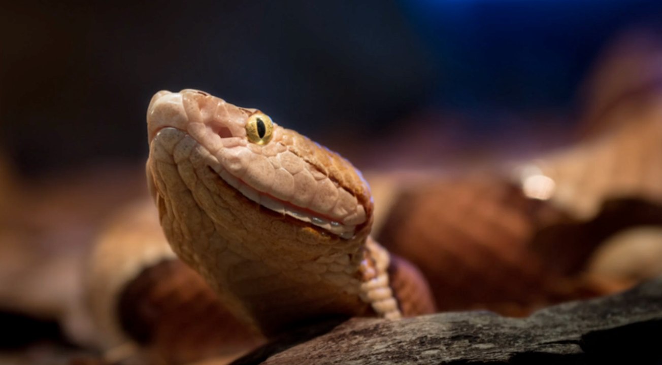 Giftschlange versteckt sich zwischen Altglascontainern