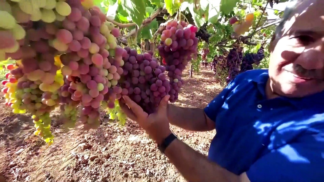 Lebanese 'grape bank' preserves 72 varieties