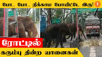 Elephant Video | “கரும்பு சாப்பிடும்போது தொந்தரவு” என்பது போல வாகனங்களை பார்த்த யானைகள்