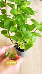 Lasagnes printanières, crème de petits pois, feta et menthe