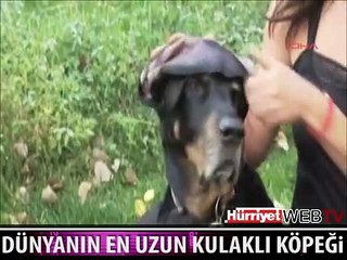 İŞTE EN UZUN KULAKLI KÖPEK