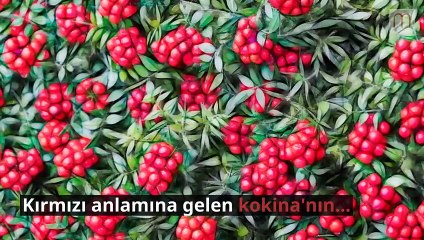 Yılbaşı çiçeği kokina nasıl yapılır?