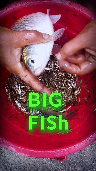 Amazing pond big fish || Delicious fish of the pond || Biggest fish in the world